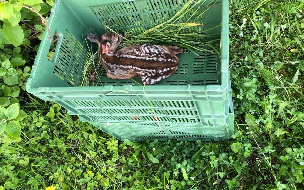 Zu ihrem Schutz werden die Rehkitze in Harassen gelegt oder damit bedeckt, somit kommen sie sicher wieder zu ihrer Mutter.