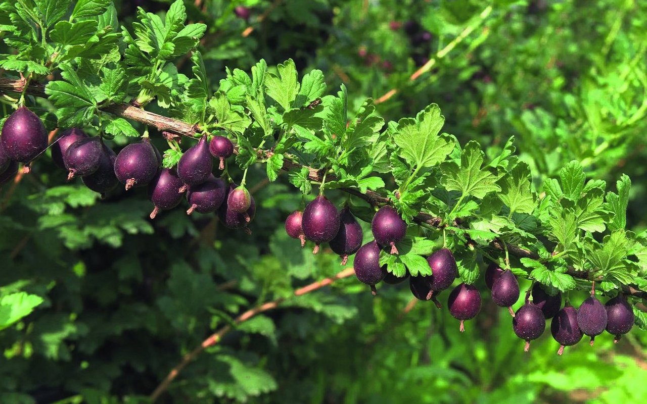 Stachelbeeren werden auf dem Räss Wildbeerenhof für den Direktverzehr angeboten.