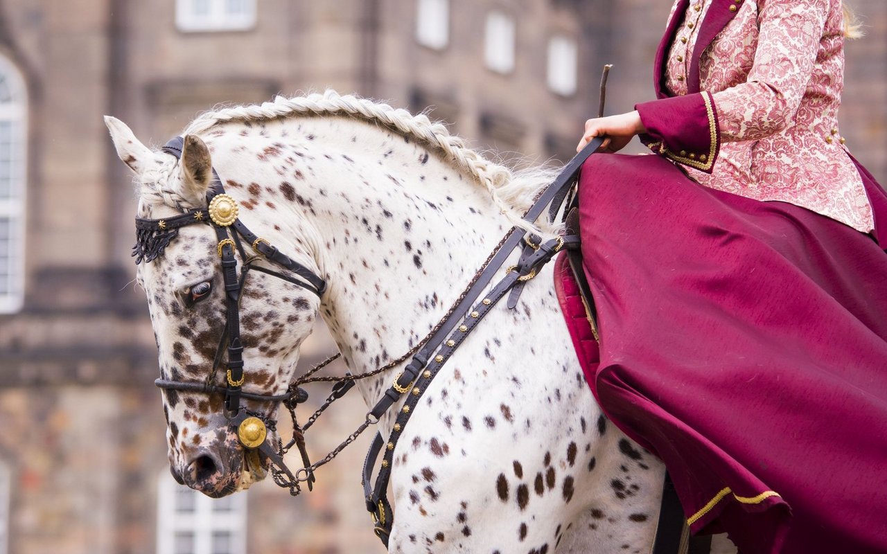 Sie gehören zu den Barockpferden, noch heute werden sie in der hohen Schule gebraucht. 