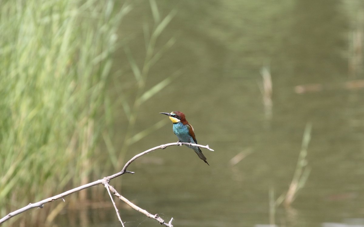 Auch Reisen innerhalb der Schweiz können abenteuerlich sein und ornithologische Leckerbissen bieten wie diesen Europäischen Bienenfresser in Leuk. 