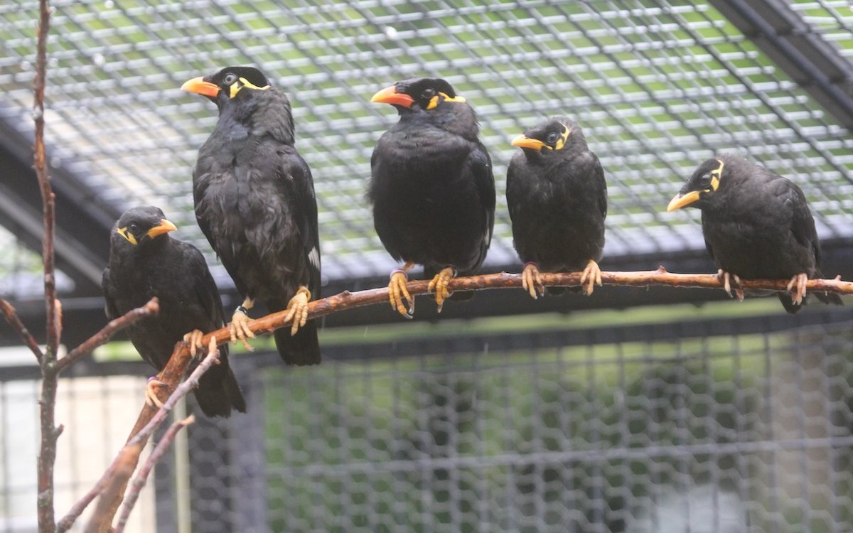 Eine Mittel-Beo-Familie in der Stadtvoliere Winterthur im Vögelipark.