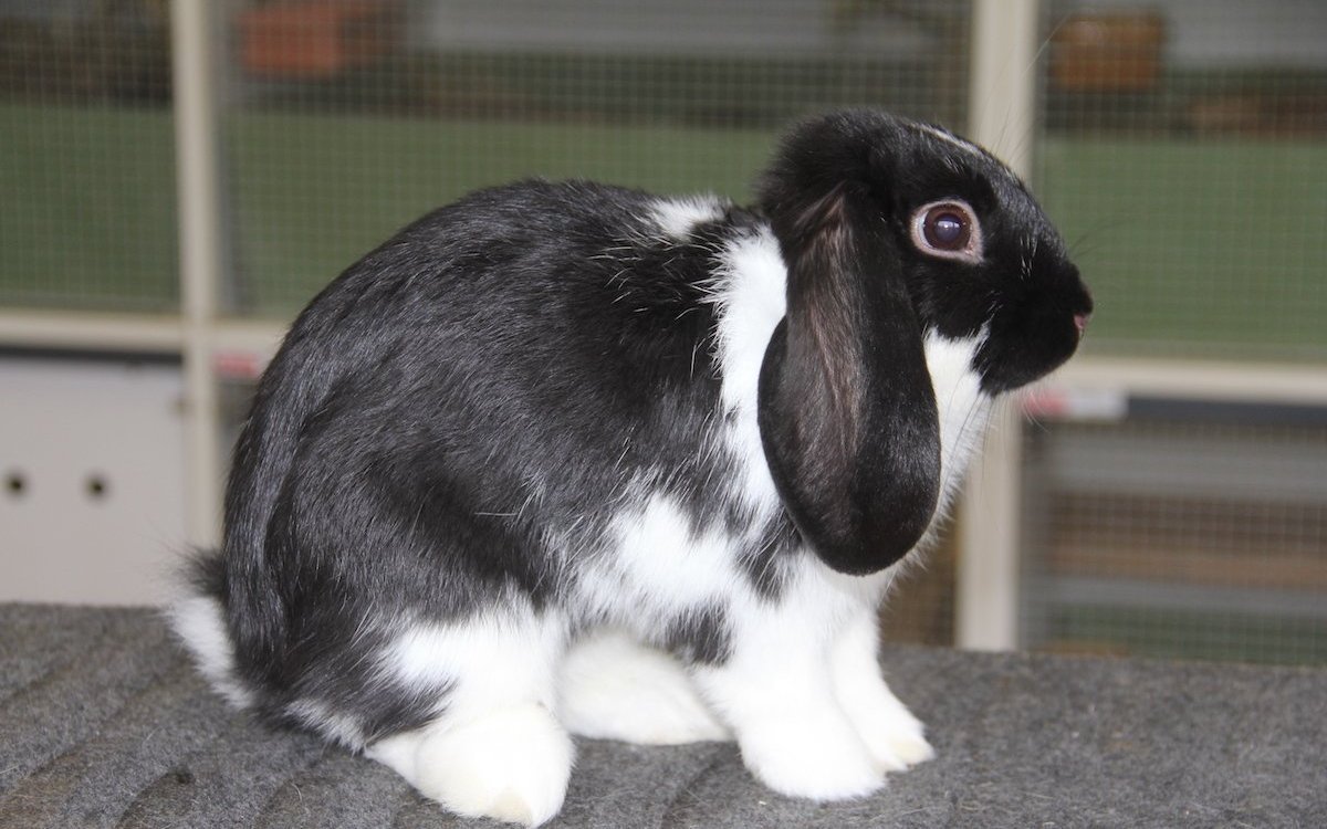 Zwergwidder, Schwarzschecke.