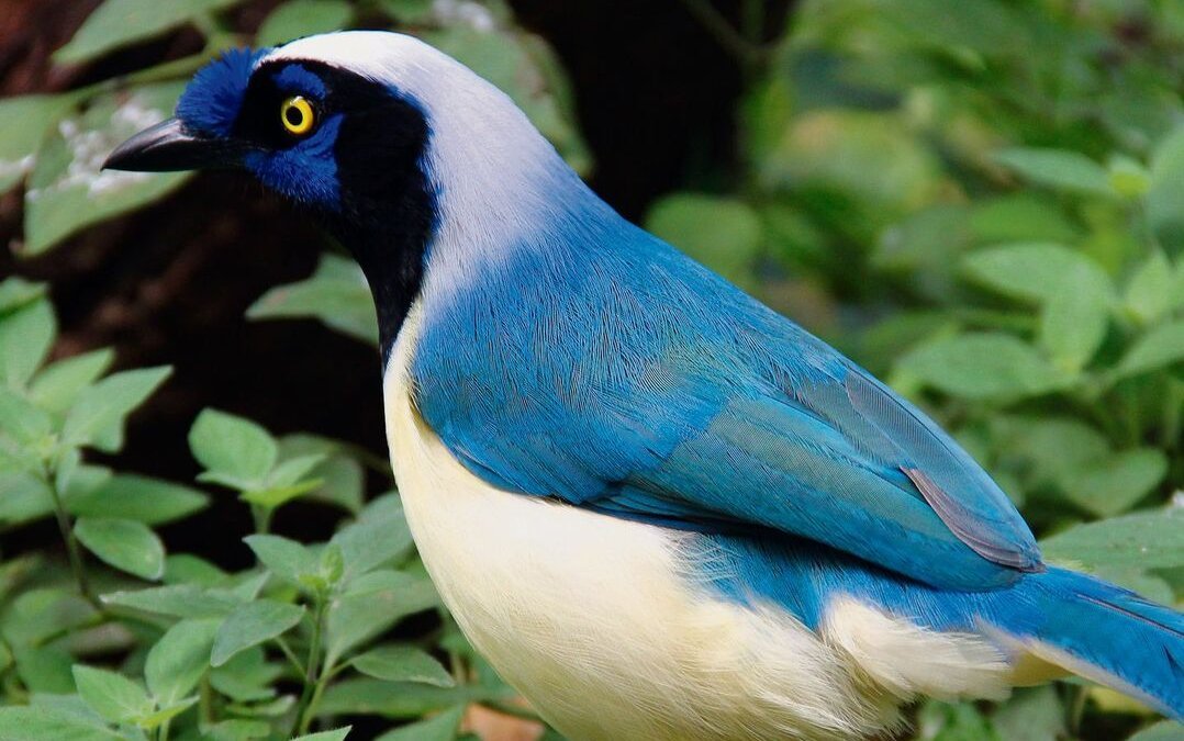 Inkahäher oder Grünhäher aus Zentralamerika im Papiliorama in Kerzers FR.
