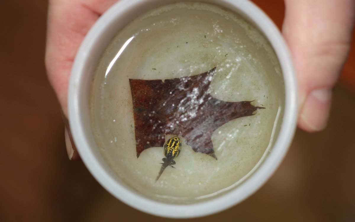 Die Kaulquappen sind einzeln untergebracht. 