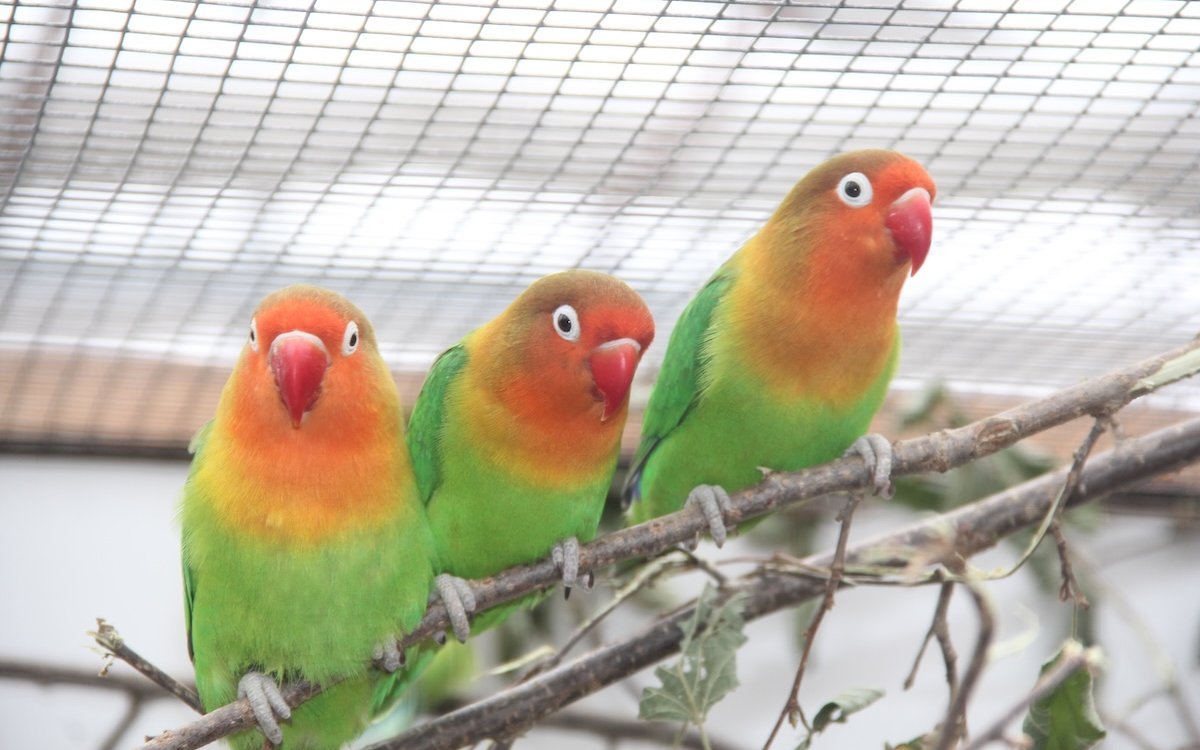 Pfirsichköpfchen können auch im Schwarm gepflegt werden. 