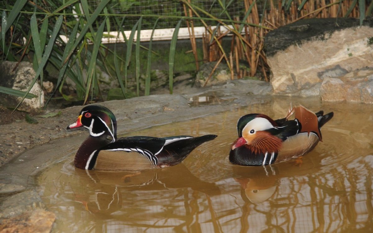 Erpel der Braut- und Mandarinenten in wunderbarem Federkleid. 