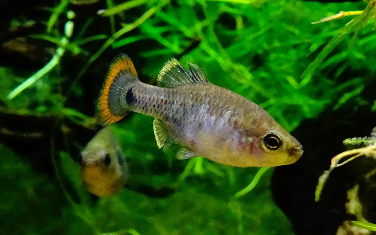 Tequila-Kärpfling in einem Aquarium