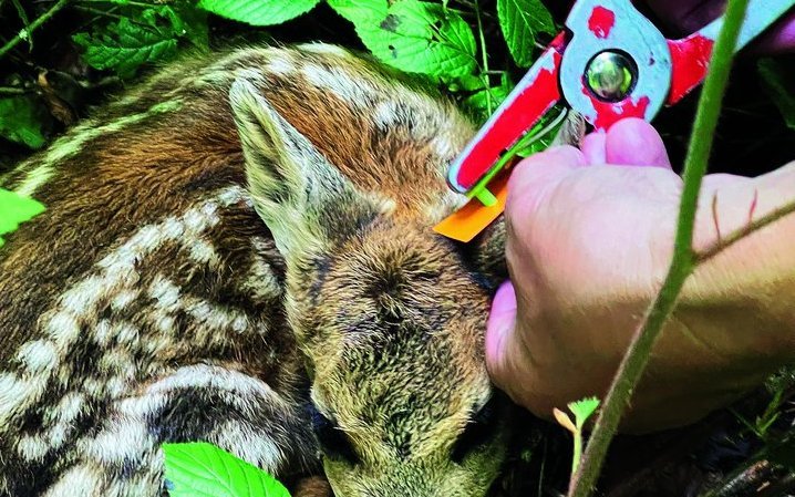 Die Kitze werden mit individuellen Ohrmarken versehen.