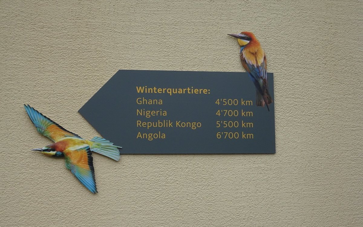 Durch einen Besuch des Vivariums ins Winterquartier der Bienenfresser eintauchen. 