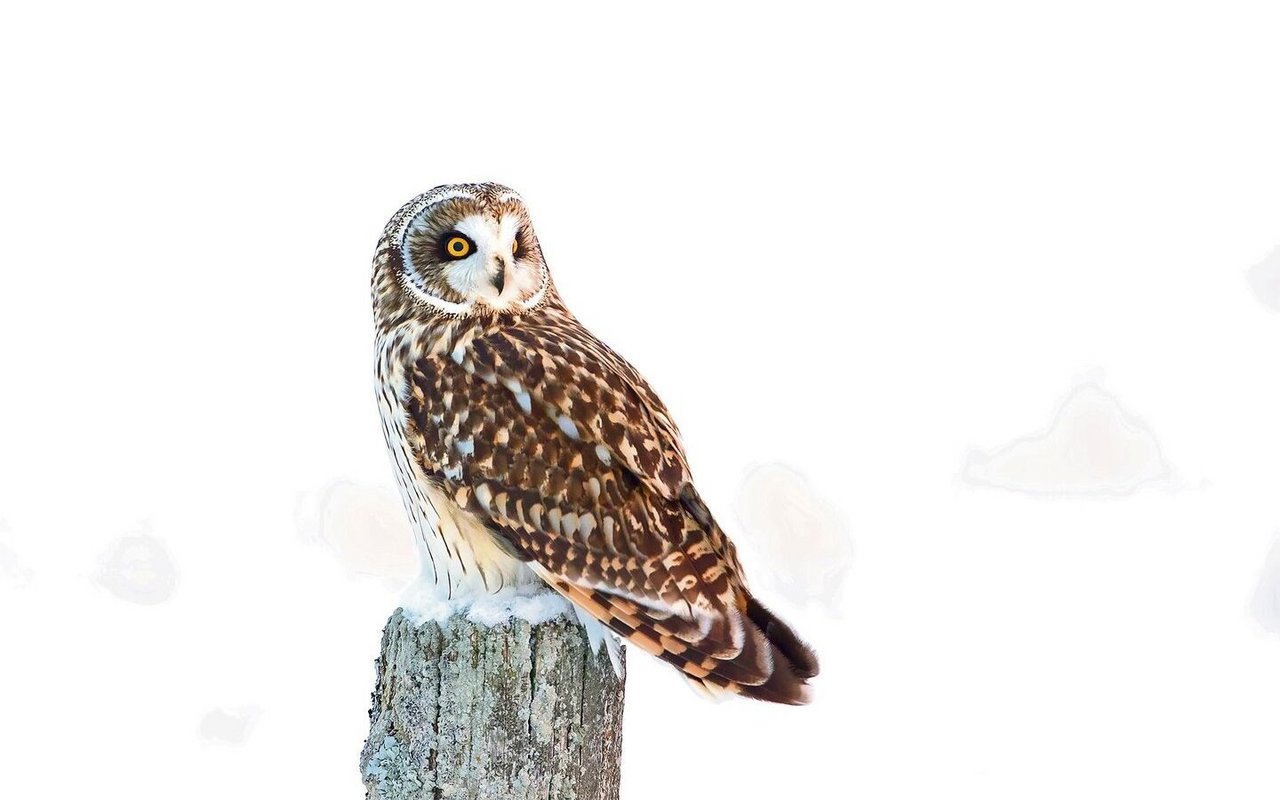 Die Sumpfohreule gehört zu den ganz seltenen Pfleglingen.