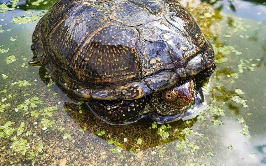 Auch Wasserschildkröten in Not finden im Garten der Hubers ein vorübergehendes Zuhause.