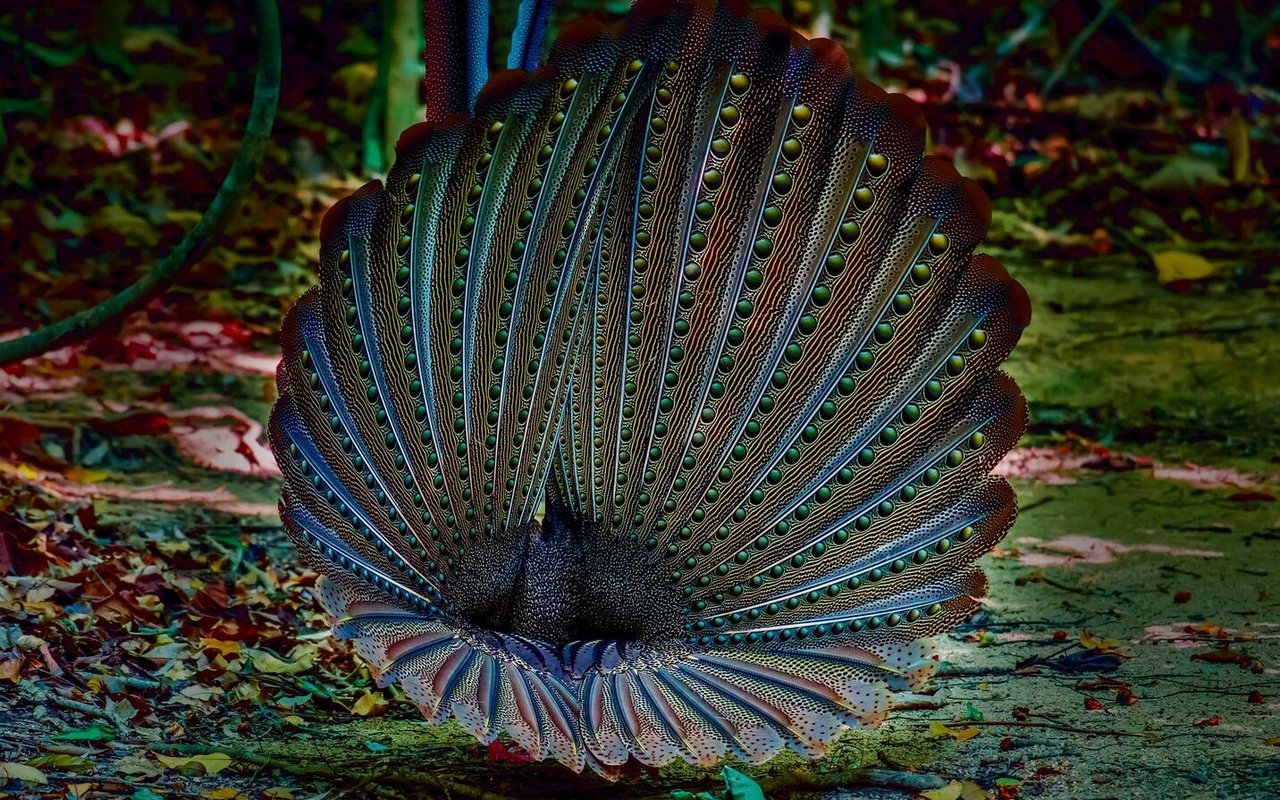 Wenn der Argusfasan balzt, wirkt er wie ein Wunderwesen.