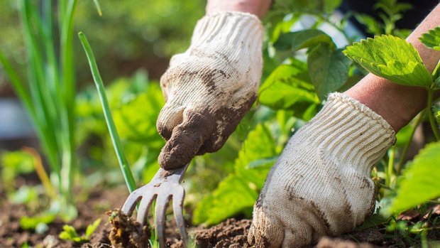 Buddeln, zupfen, tasten: Gartentherapie regt die Sinne an und hebt die Stimmung. 