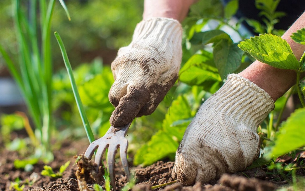Buddeln, zupfen, tasten: Gartentherapie regt die Sinne an und hebt die Stimmung. 