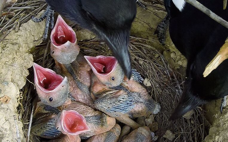 Elstern füttern ihre Jungen.