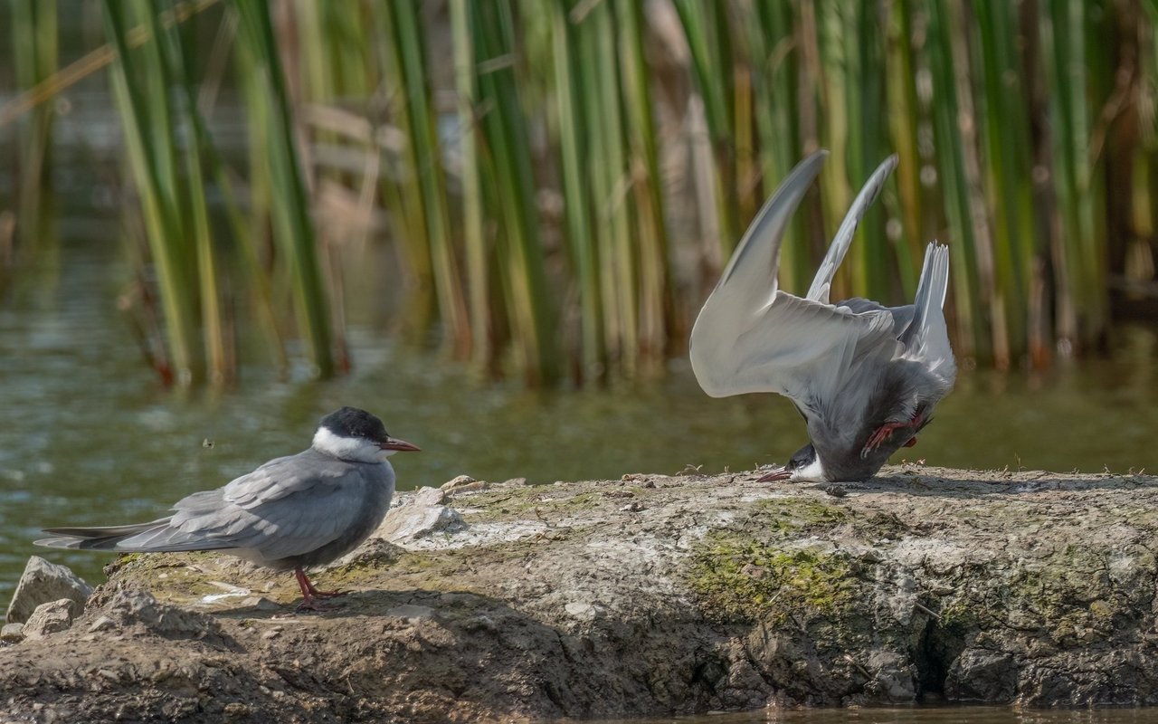 «Whiskered Tern crash on landing»(«Schnurrbartseeschwalbe stürzt bei der Landung»)gewinnt in der Kategorie Vögel