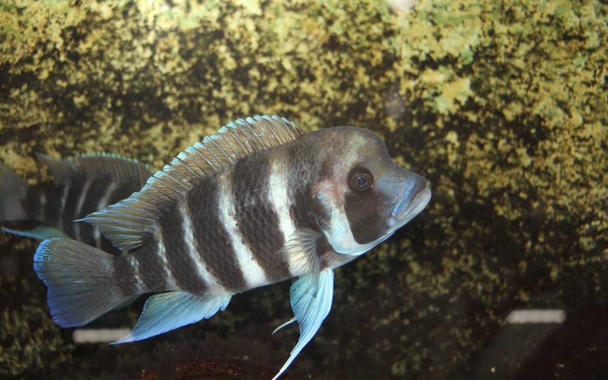 Der charismatische Tanganjikabeulenkopf. 
