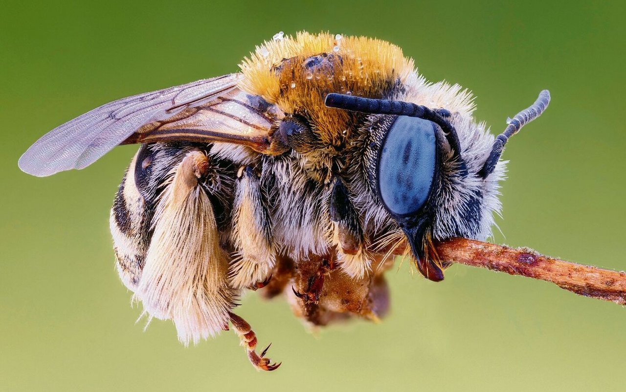 Wildbienen klammern sich mit ihren Mandibeln an Pflanzenstängeln fest.