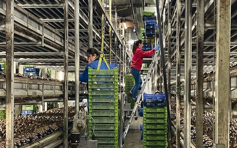 Bis die Pflückerinnen ihr Handwerk perfektioniert haben, dauert es bis zu einem Jahr.