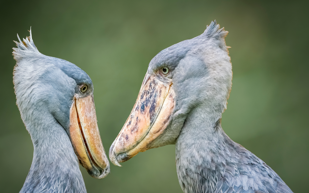 Schuhschnabelpärchen treffen sich nur zur Brutzeit.
