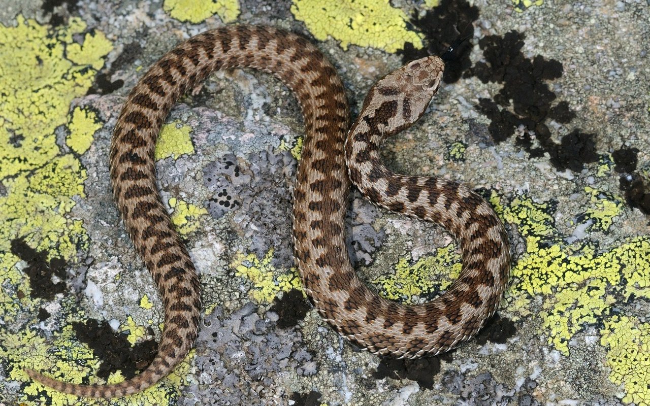 Nicht erst seit Adam und Eva gilt die Schlange als listig.