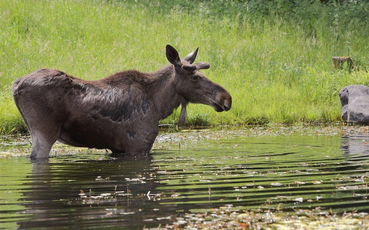 Zur Abkühlung suchen Elche im Tierpark Langenberg auch einen Teich auf. 