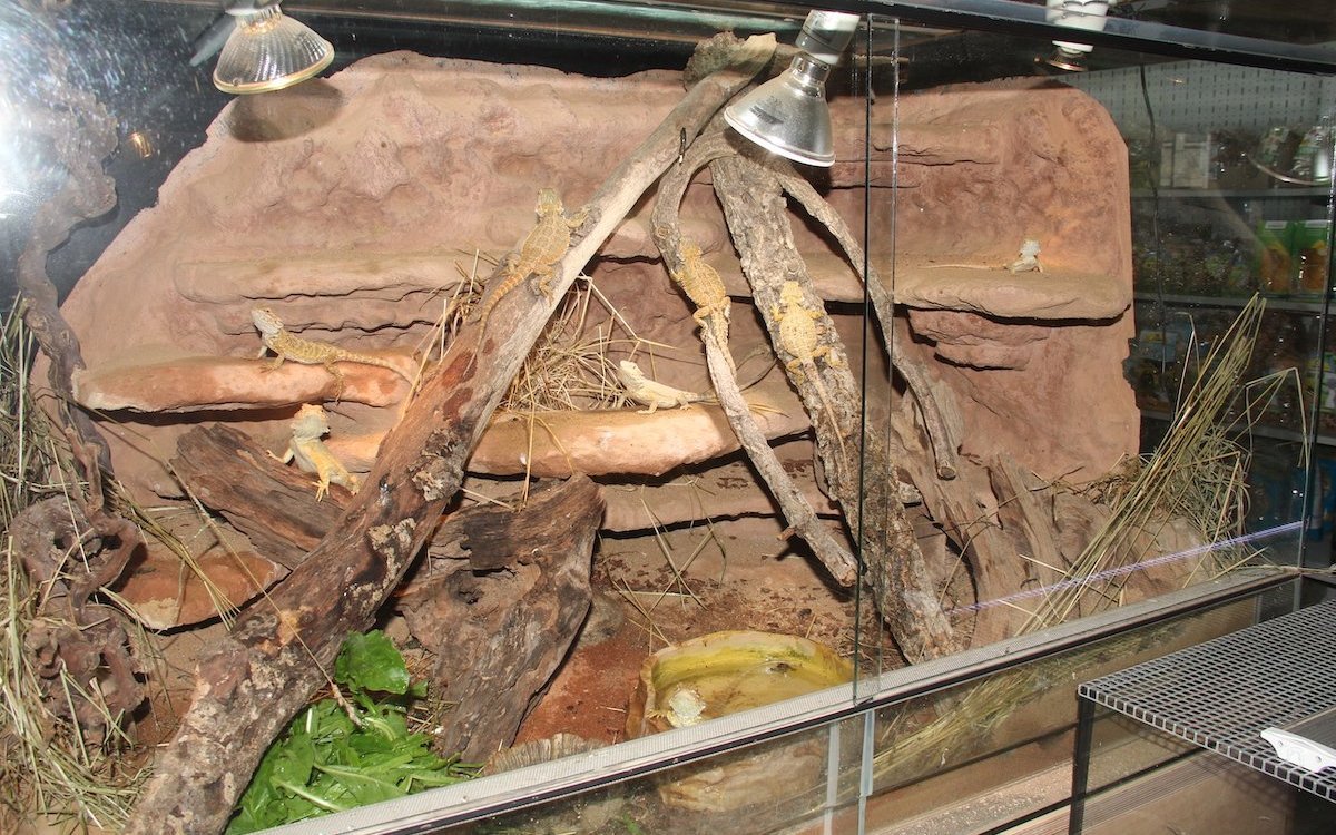 In Terrarienvereinen wird Wissen zur Haltung von Terrarientieren wie diesen Bartagamen vermittelt. 