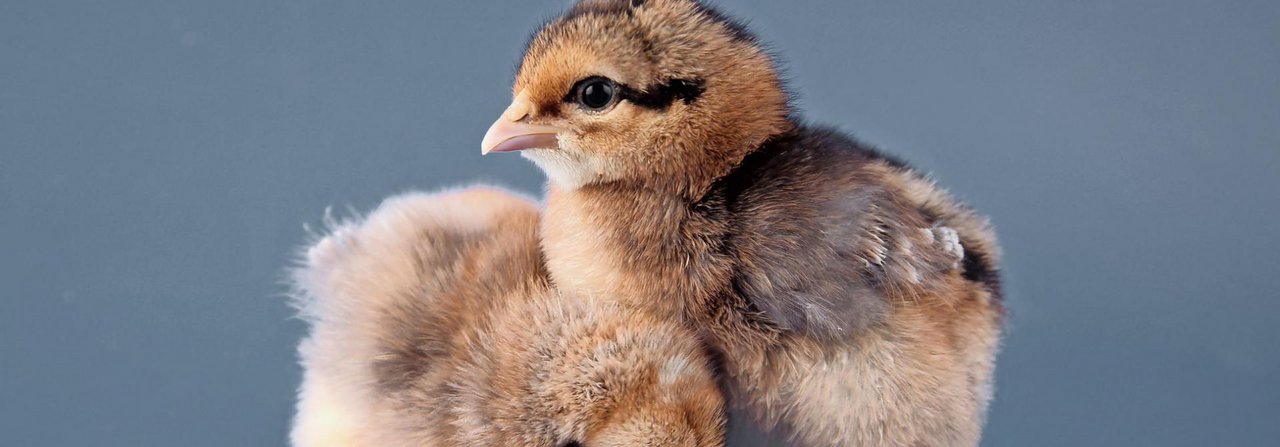 Das Feder- oder Zehenpicken ist besonders beim Junggeflügel eine Unart.