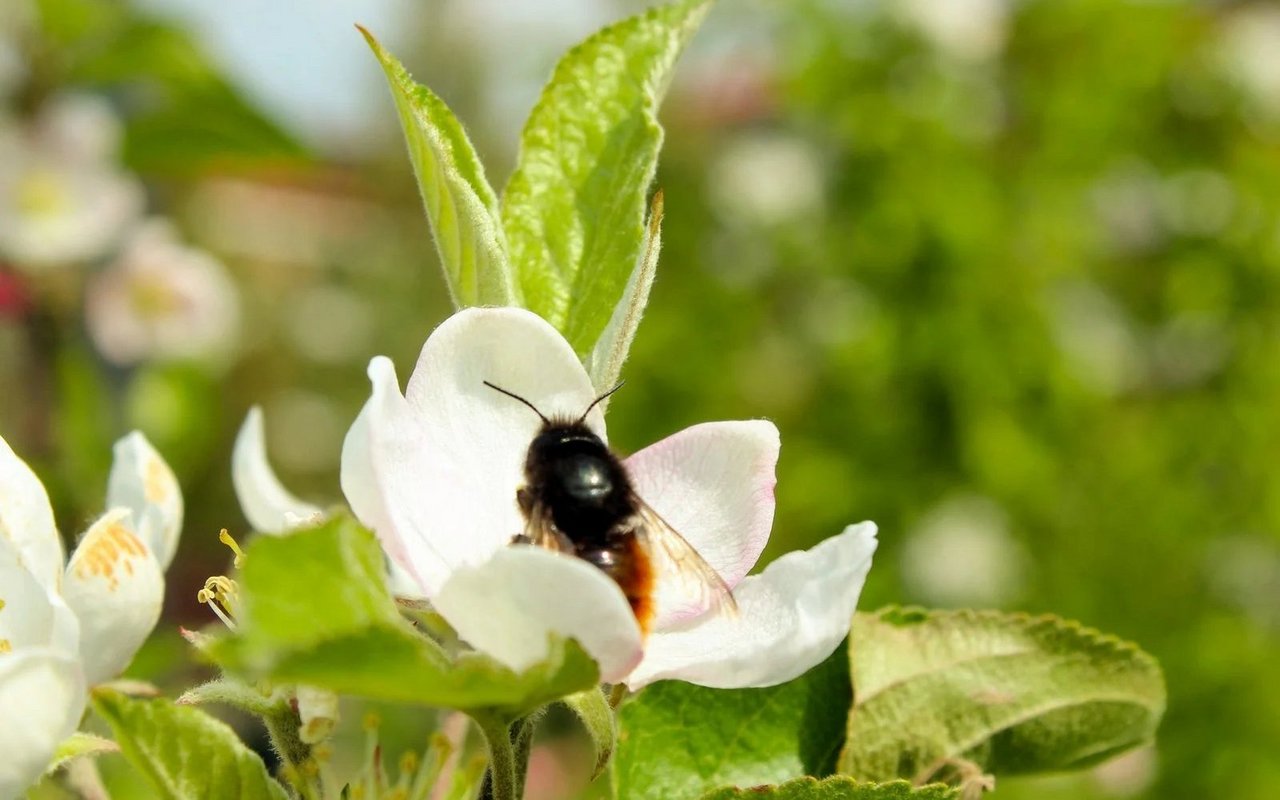 Alpenhummeln verlieren durch Klimawandel und menschliche Einflüsse ihre Lebensgrundlagen in den Bergen.