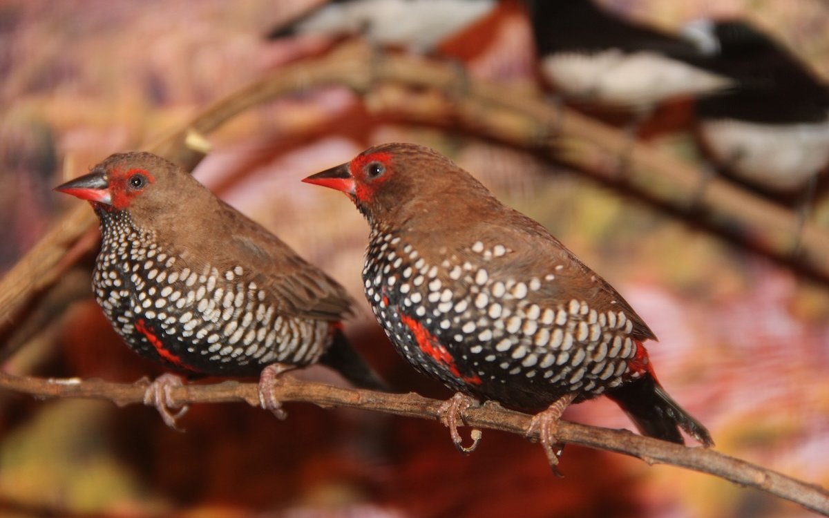 Zwei weibliche Gemalte Amadinen. 