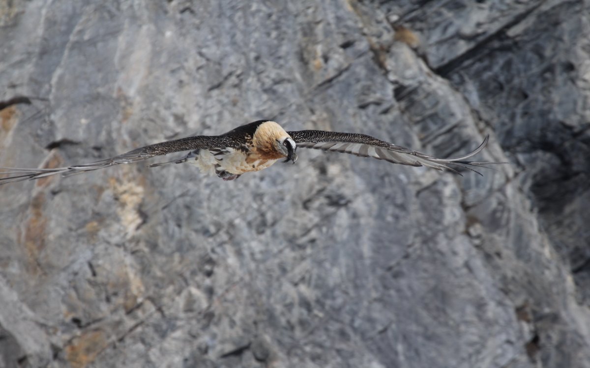 Entlang den Felswänden fliegend späht der Bartgeier nach verendeten Tieren und deren Knochen. 