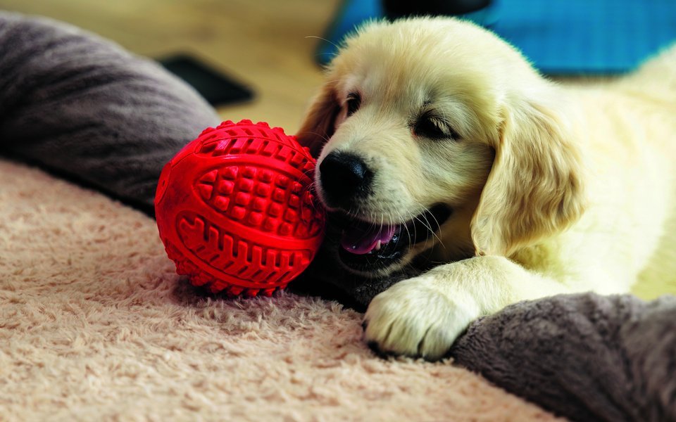 Welpen lernen spielerisch und sind aufmerksam. 