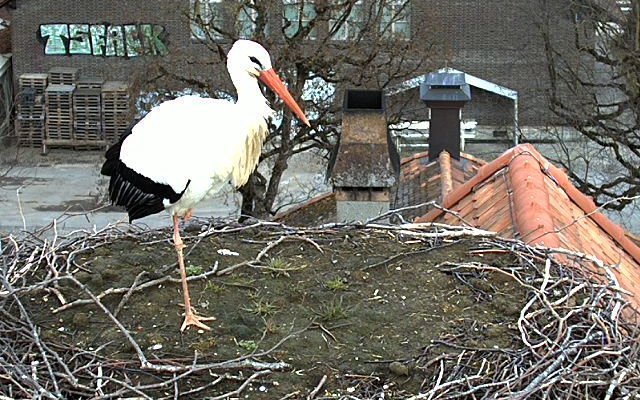 Das erste Webcam-Bild der Storchendame, aufgenommen am 25. Januar.