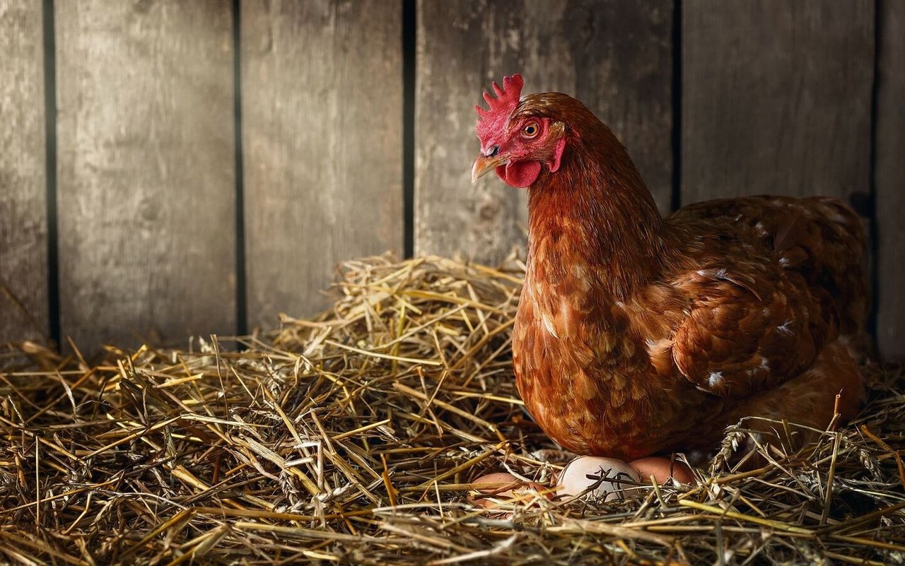 Unser Bild von glücklichen Hühnern trifft mitnichten auf alle Schweizer Legehennen zu. 