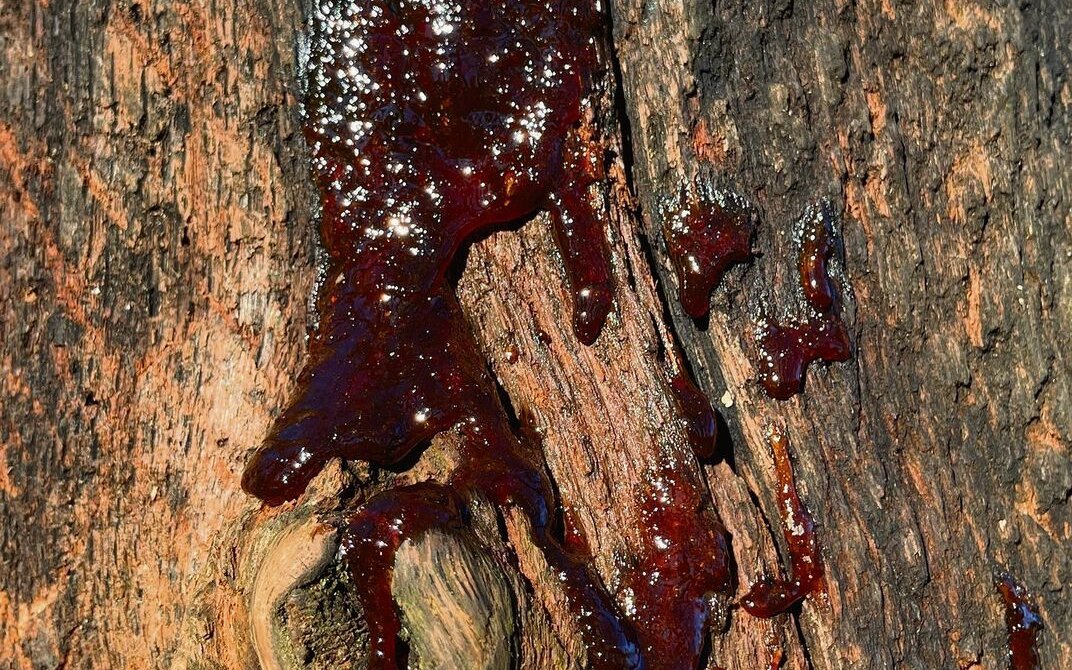 Honig am Stamm wird von den Brillenbären gesucht und gierig abgeschleckt.