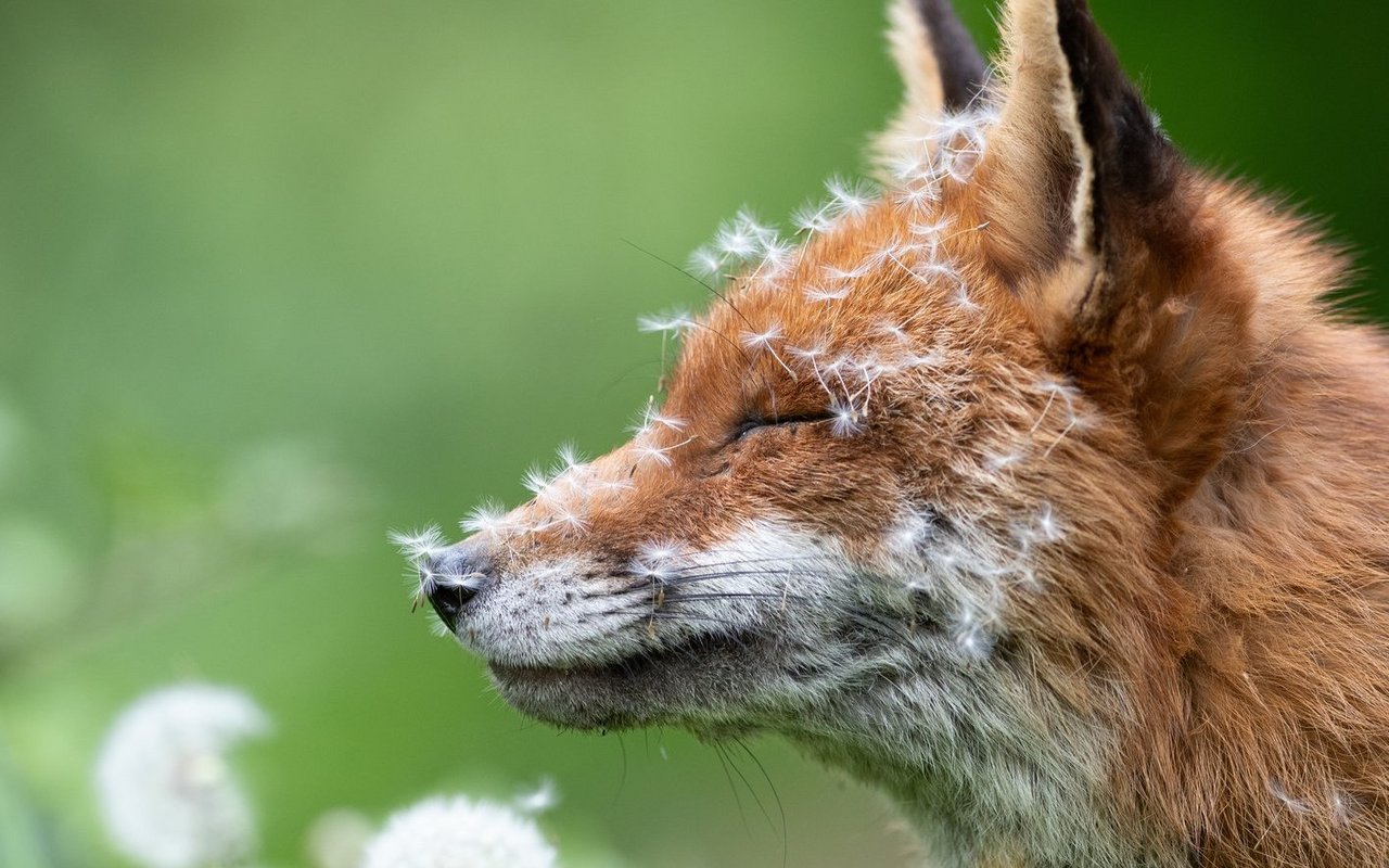 Wir kennen den Fuchs als listiges Tier aus Fabeln.
