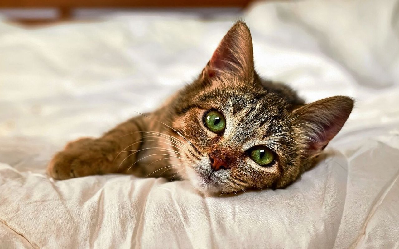 Kater Oskar, sagte im Pflegeheim in den USA 50 Mal den nahenden Tod voraus. (Katze auf dem Bild ist nicht Oskar)