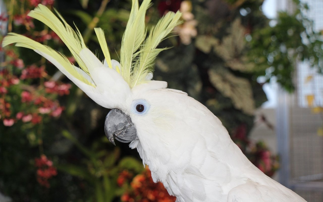 Grosse Gelbhaubenkakadus zeigen mit ihrer eindrücklichen Haube ihre Stimmung an. 