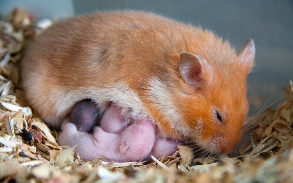 Schon während der Trächtigkeit benötigt das Weibchen eiweiss- und proteinreiche Nahrung. 