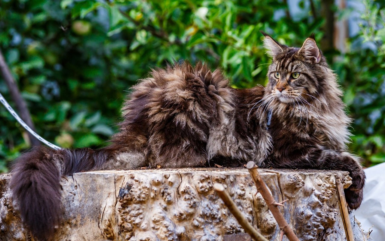 Die Maine Coon ist eine der grössten Rassen unter den Hauskatzen.