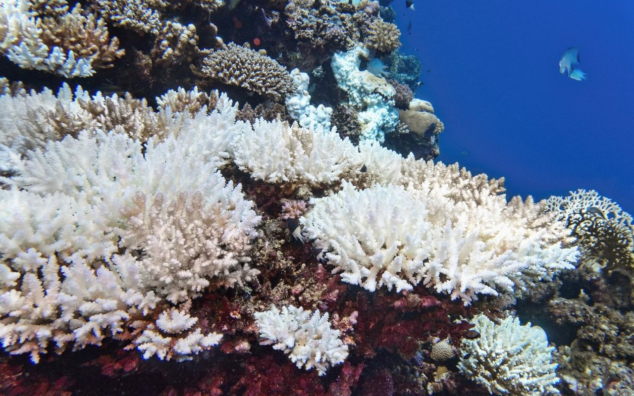 Die Hauptursache für das Korallensterben ist der Klimawandel, der durch höhere Wassertemperaturen und die Versauerung der Ozeane wirkt.