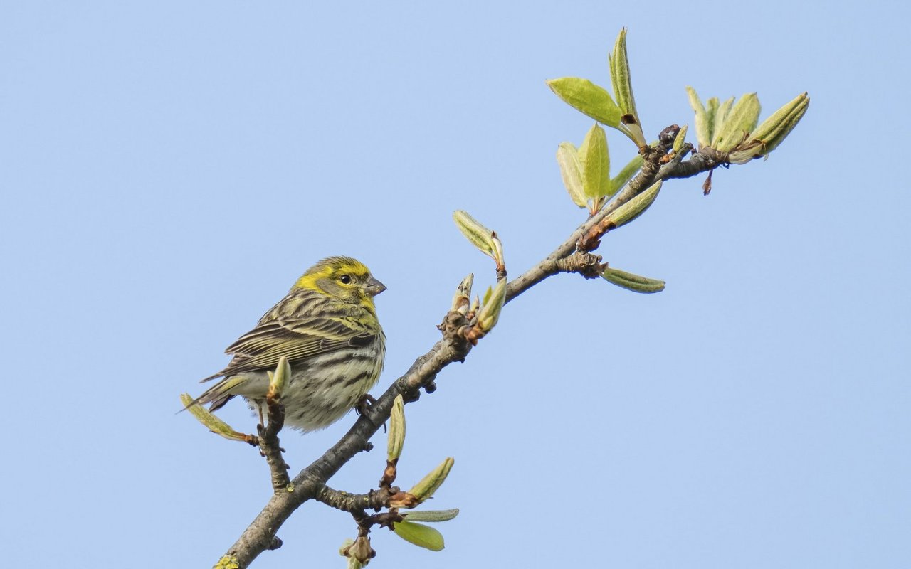 Der Girlitz findet Brutplätze in den Wildpflanzen im Garten. 