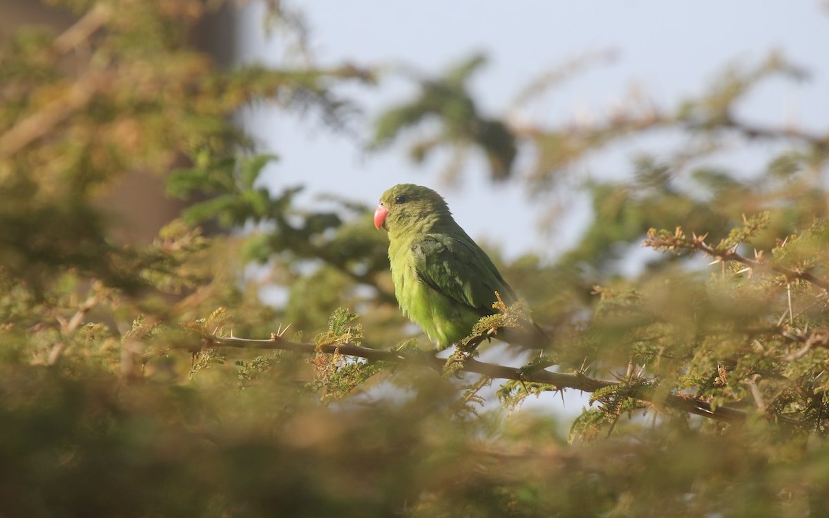 Taranta-Weibchen in einer Akazie im äthiopischen Hochland. 