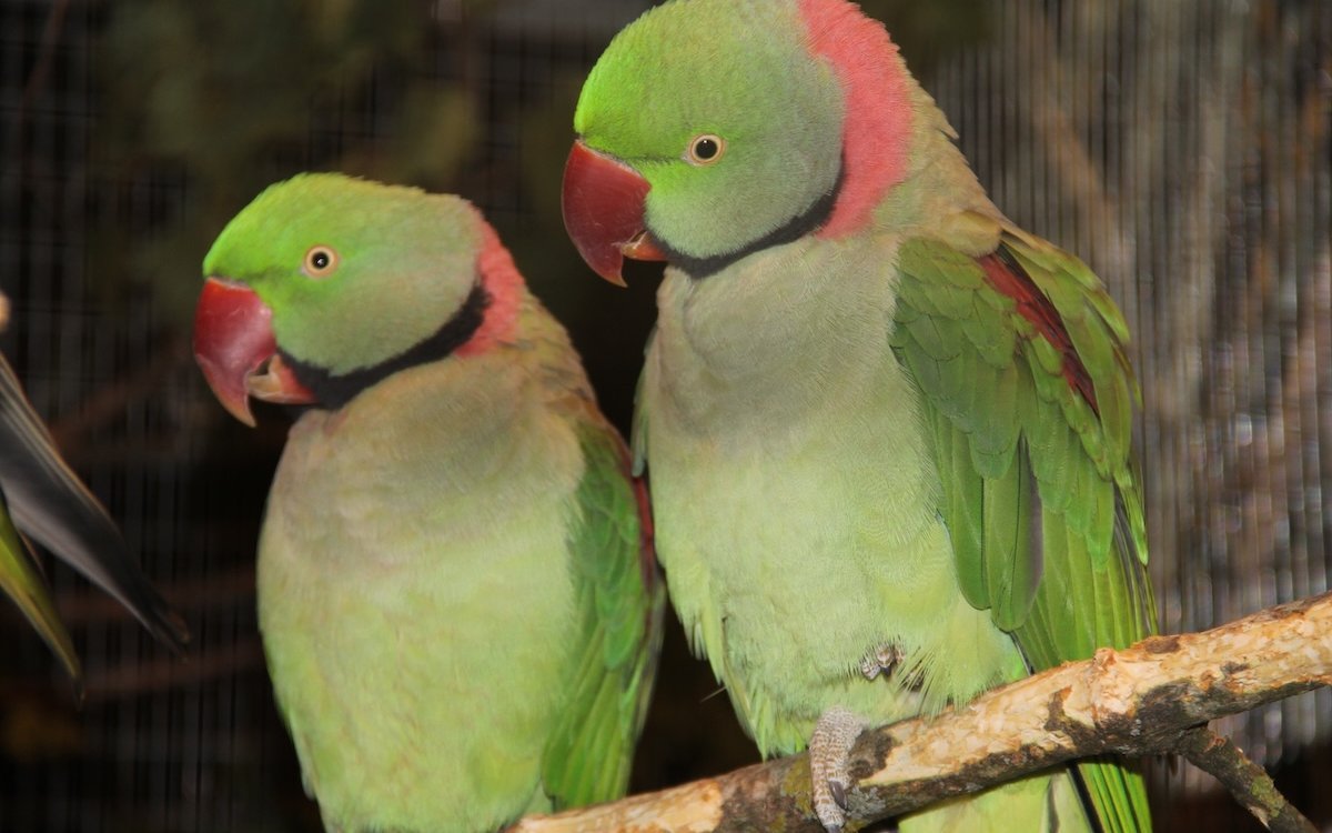 Zwei männliche Grosse Alexandersittiche. Sie gehören zu den Psittacula-Arten Asiens, sind grosse Persönlichkeiten und haben ein elegantes Erscheinungsbild. 