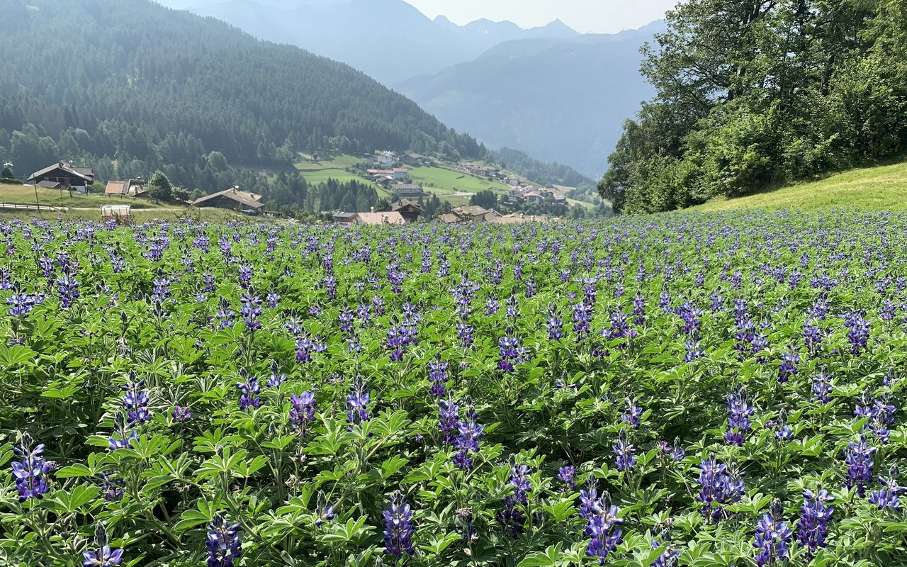 Trotz des hohen Arbeitsaufwands lohnt sich der Anbau finanziell kaum, doch für die Bauern ist die Voltruier Lupine ein wertvolles Kulturgut, das es zu bewahren gilt.