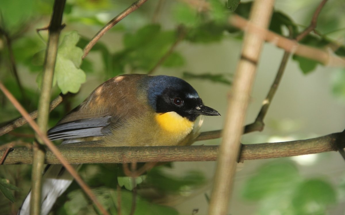Blaukappenhäherlinge stammen aus China und werden besonders in Zoologischen Gärten erfolgreich gezüchtet. 