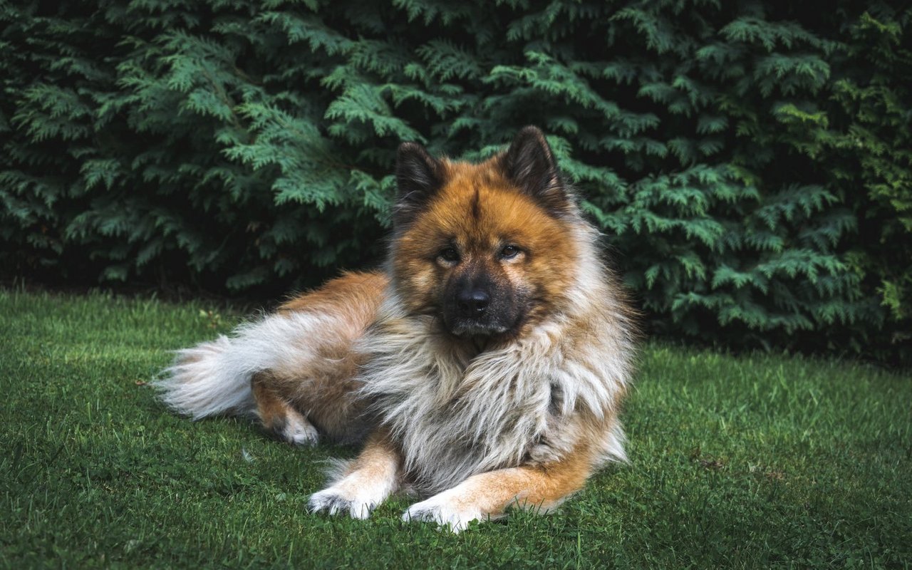 Typisch für den Eurasier ist sein dichtes, mittellanges Fell, das wetterfest ist. Zudem fällt  er mit seiner markanten löwenähnlichen Halskrause sofort auf.