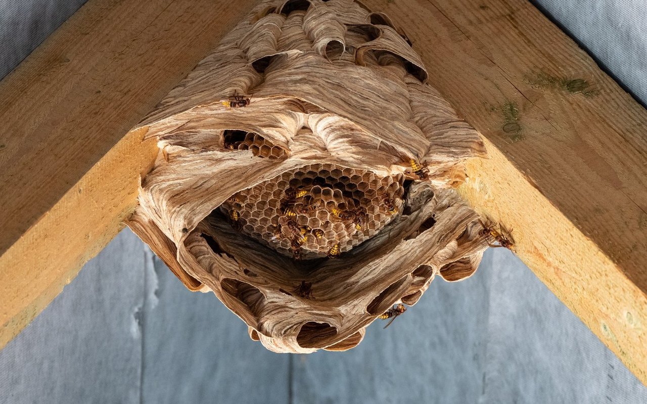 Ein Hornissennest im Dachstock ist meist kein Grund für Panik.