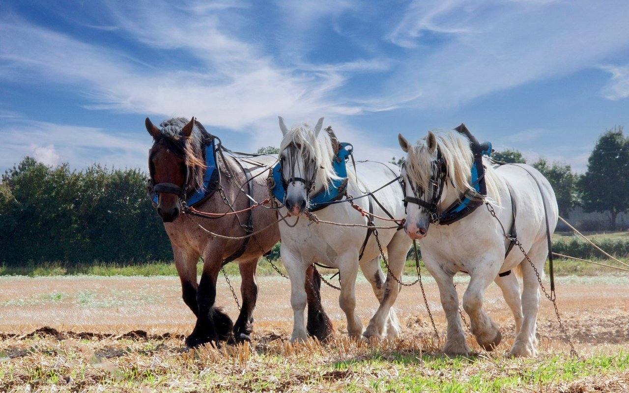 Im 1. Weltkrieg wurden sie als zuverlässige Zugpferde eingesetzt. 