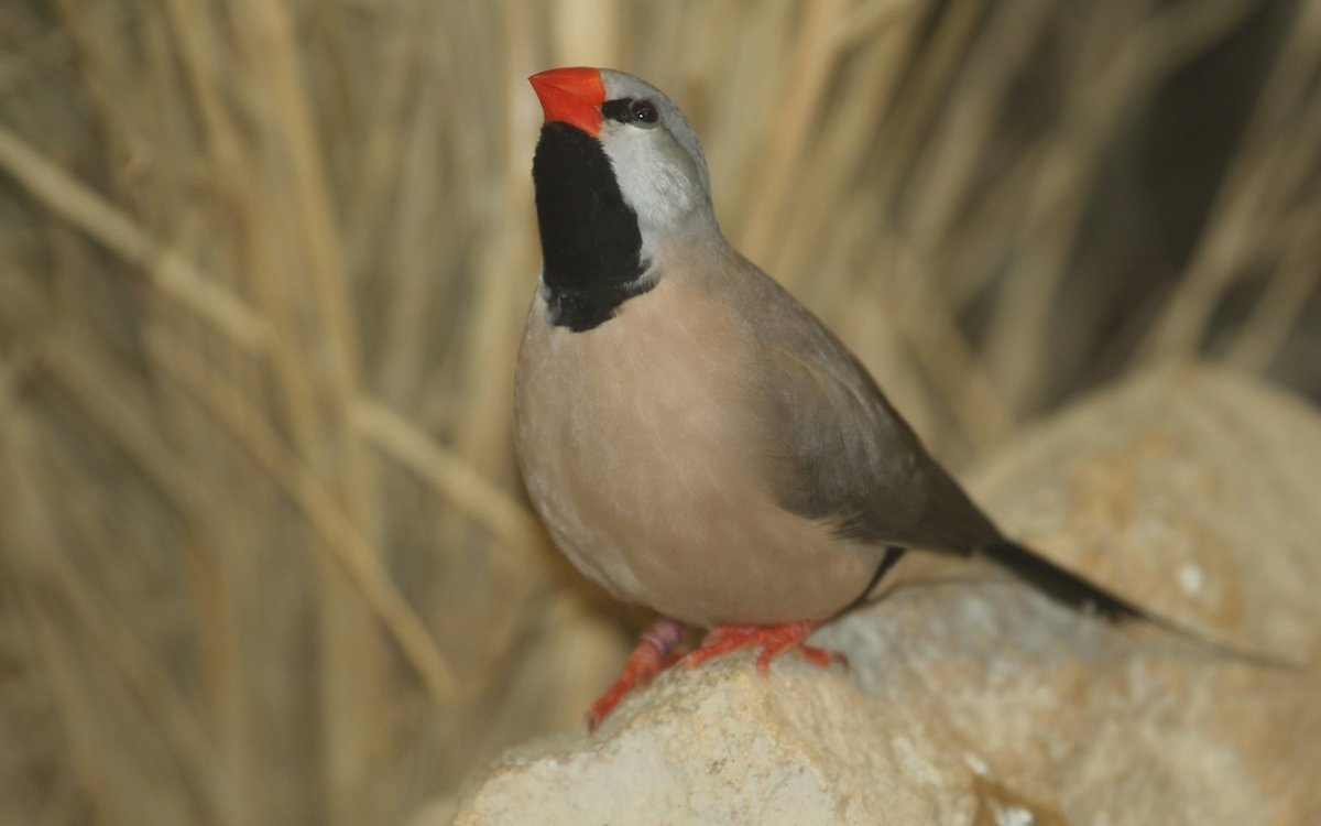 Rotschnäblige Spitzschwanzamadinen haben ein komplexes Stimmrepertoir, sozusagen einen Laut für jede Stimmungslage. 